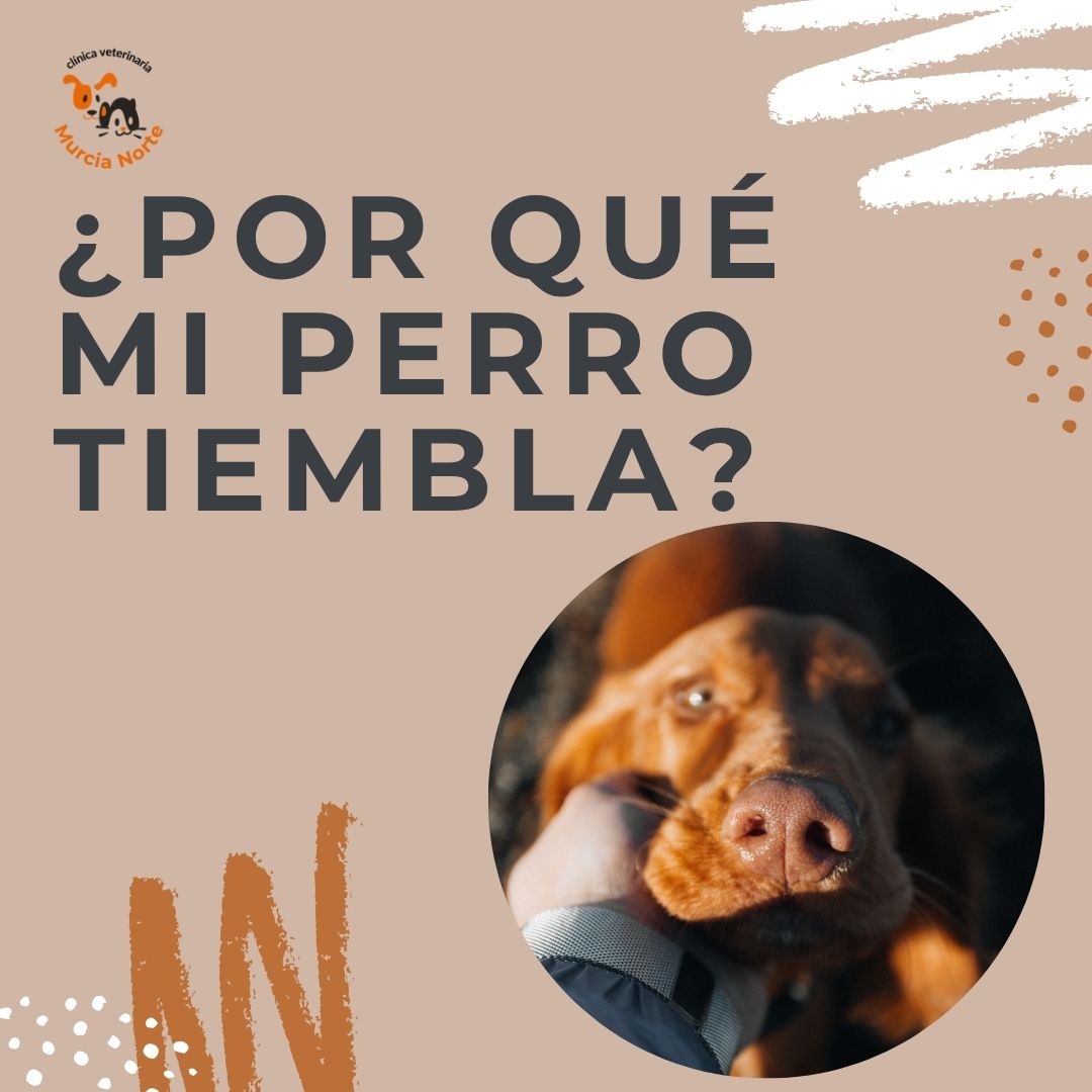 Imagen informativa de la Clínica Veterinaria Murcia Norte con el texto “¿Por qué mi perro tiembla?” y la foto de un perro mirando a cámara, usada para un artículo sobre causas y señales de los temblores en perros.